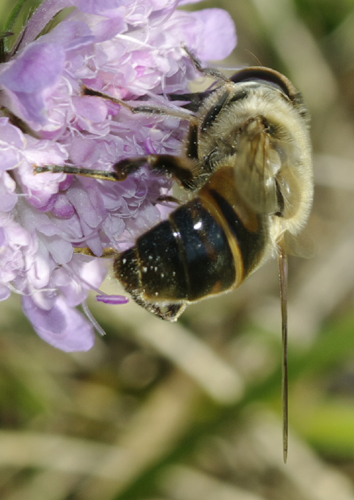 Eristalis tenax